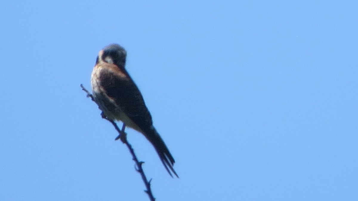 American Kestrel - ML221750931