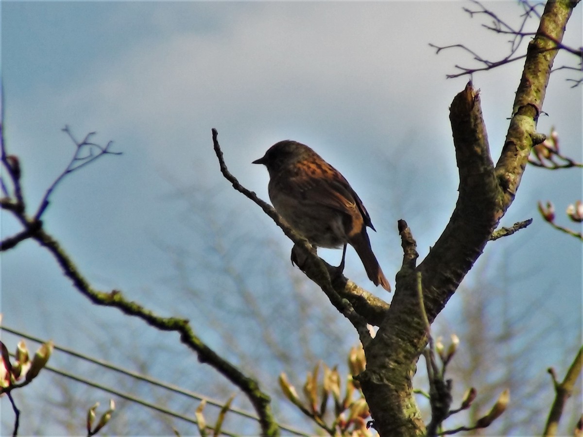 Dunnock - ML221751061