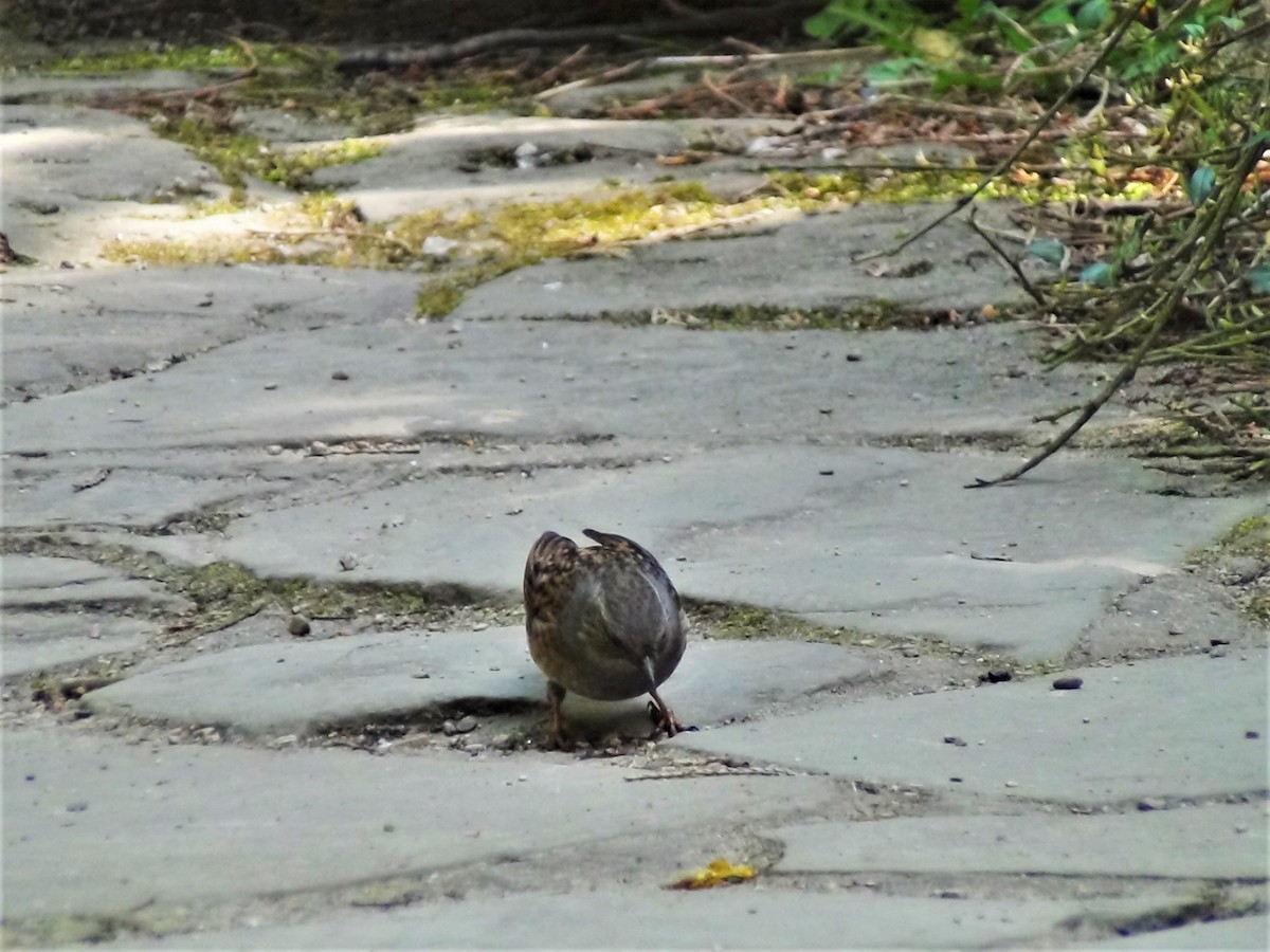 Dunnock - ML221751071