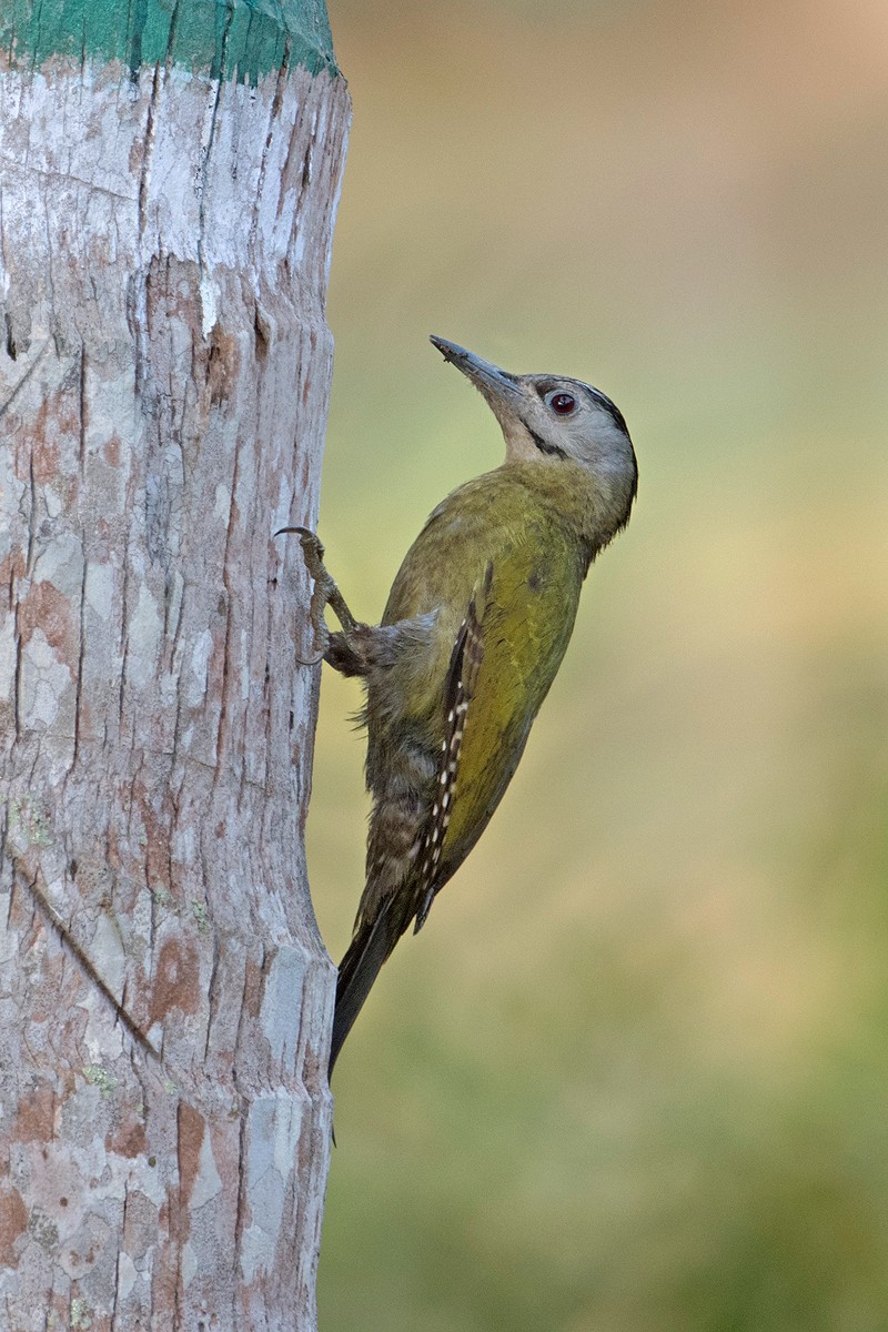 Gray-headed Woodpecker - Aseem Kothiala