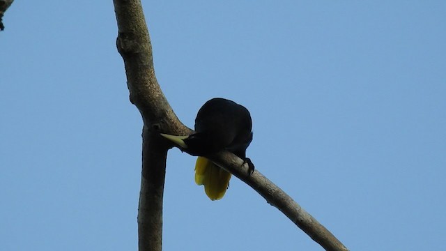 Crested Oropendola - ML221753631