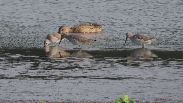 Stilt Sandpiper - ML221755141