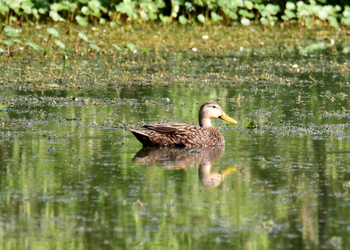 Mottled Duck - ML221755271