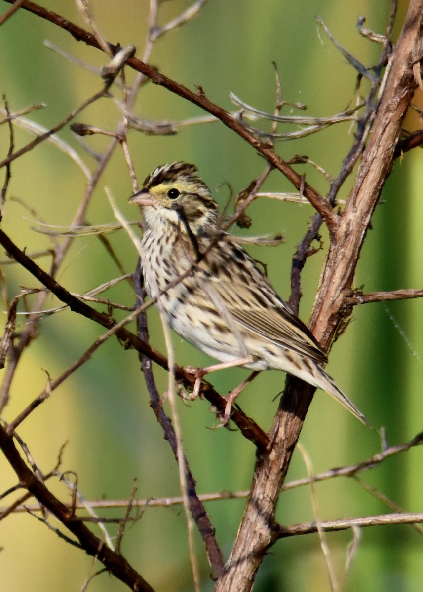 Savannah Sparrow - ML221755521