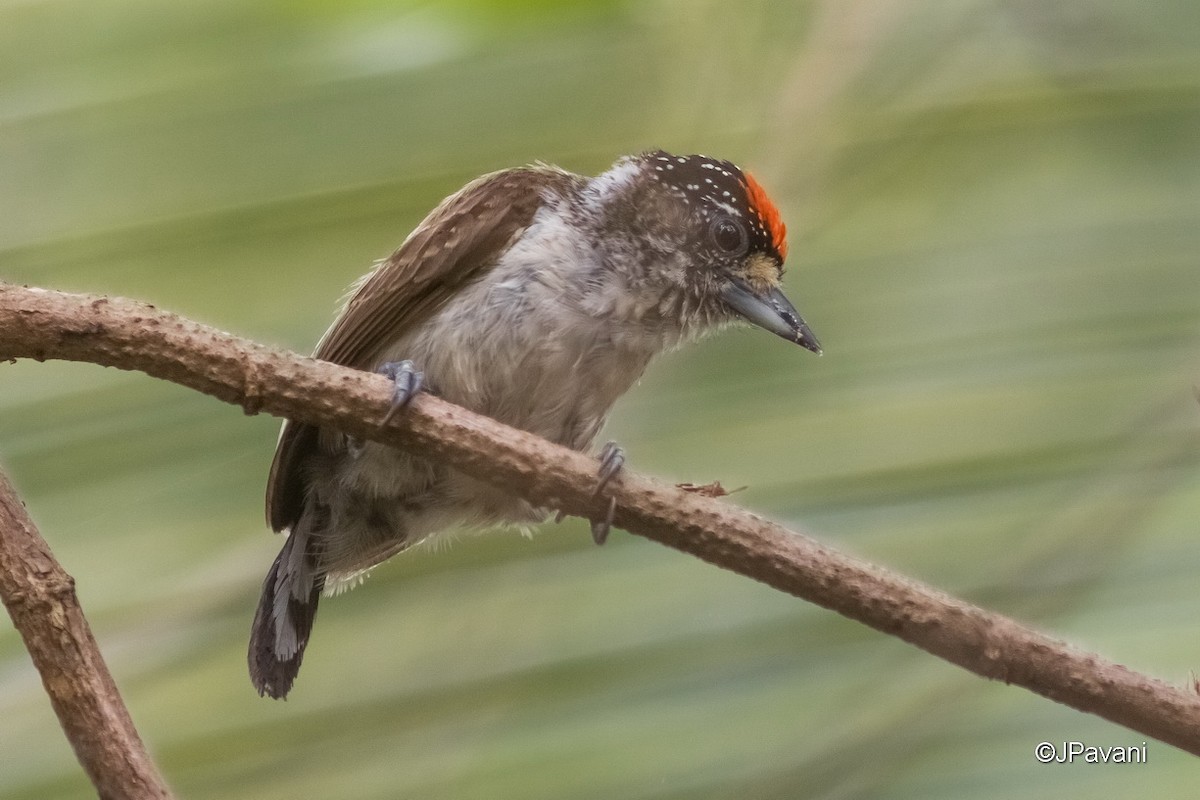 White-bellied Piculet - J Pavani (Birding Roraima)