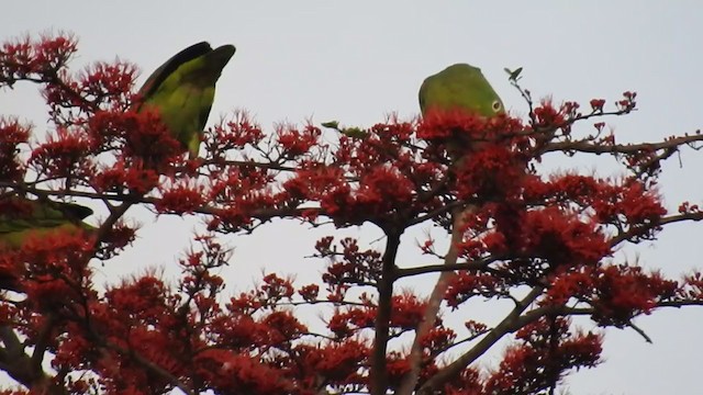 キビタイボウシインコ - ML221756181