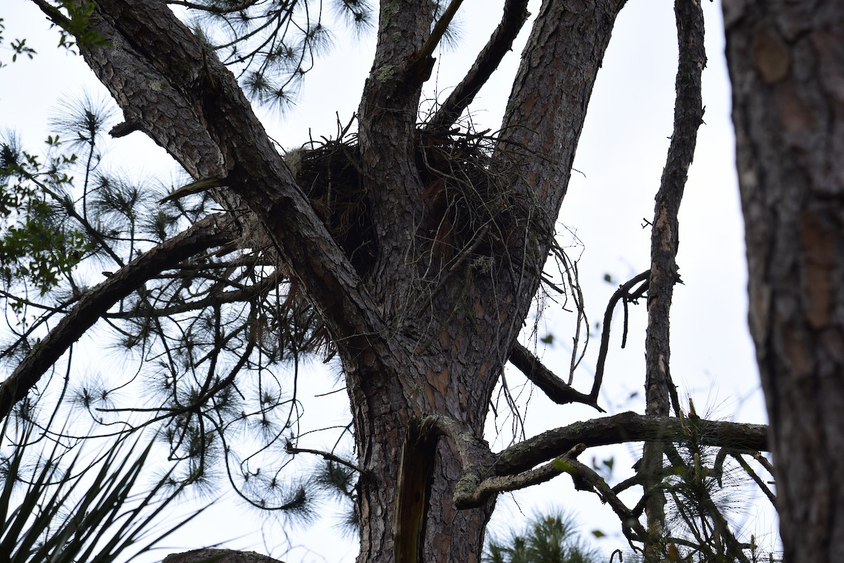 Bald Eagle - ML221756331