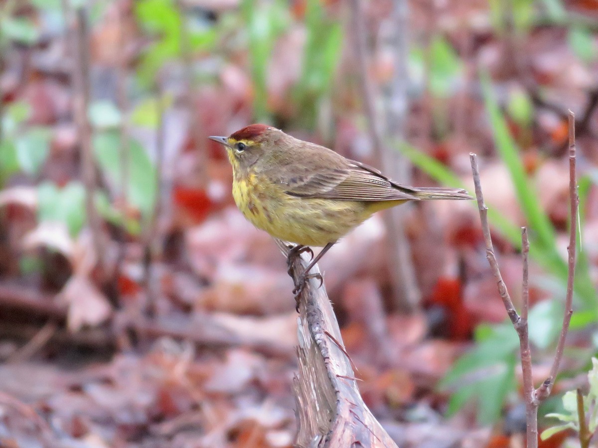 Palm Warbler (Yellow) - Gerry Hawkins