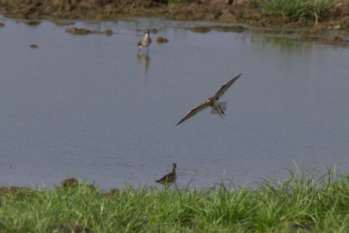 Pectoral Sandpiper - Oree Efroni Naor