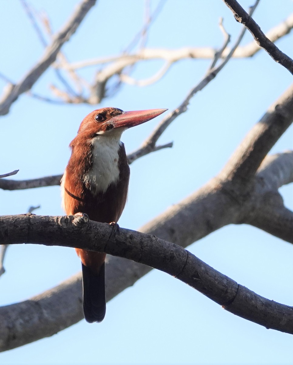 White-throated Kingfisher - ML221759711