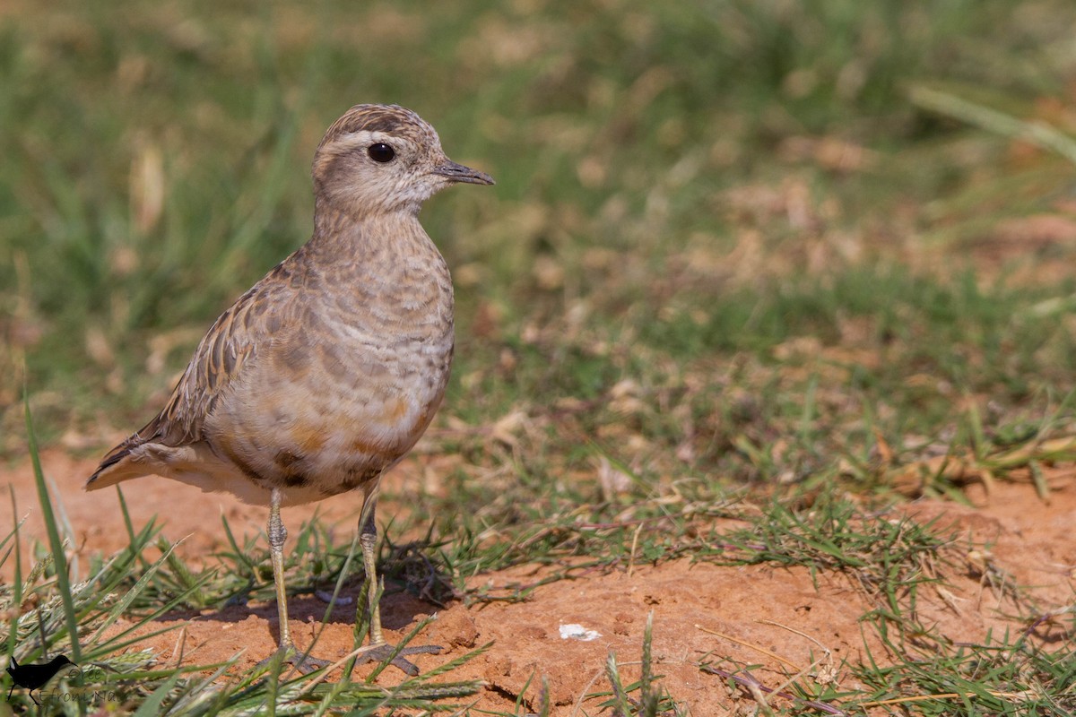 Урианхайн хиазат - ML221760101