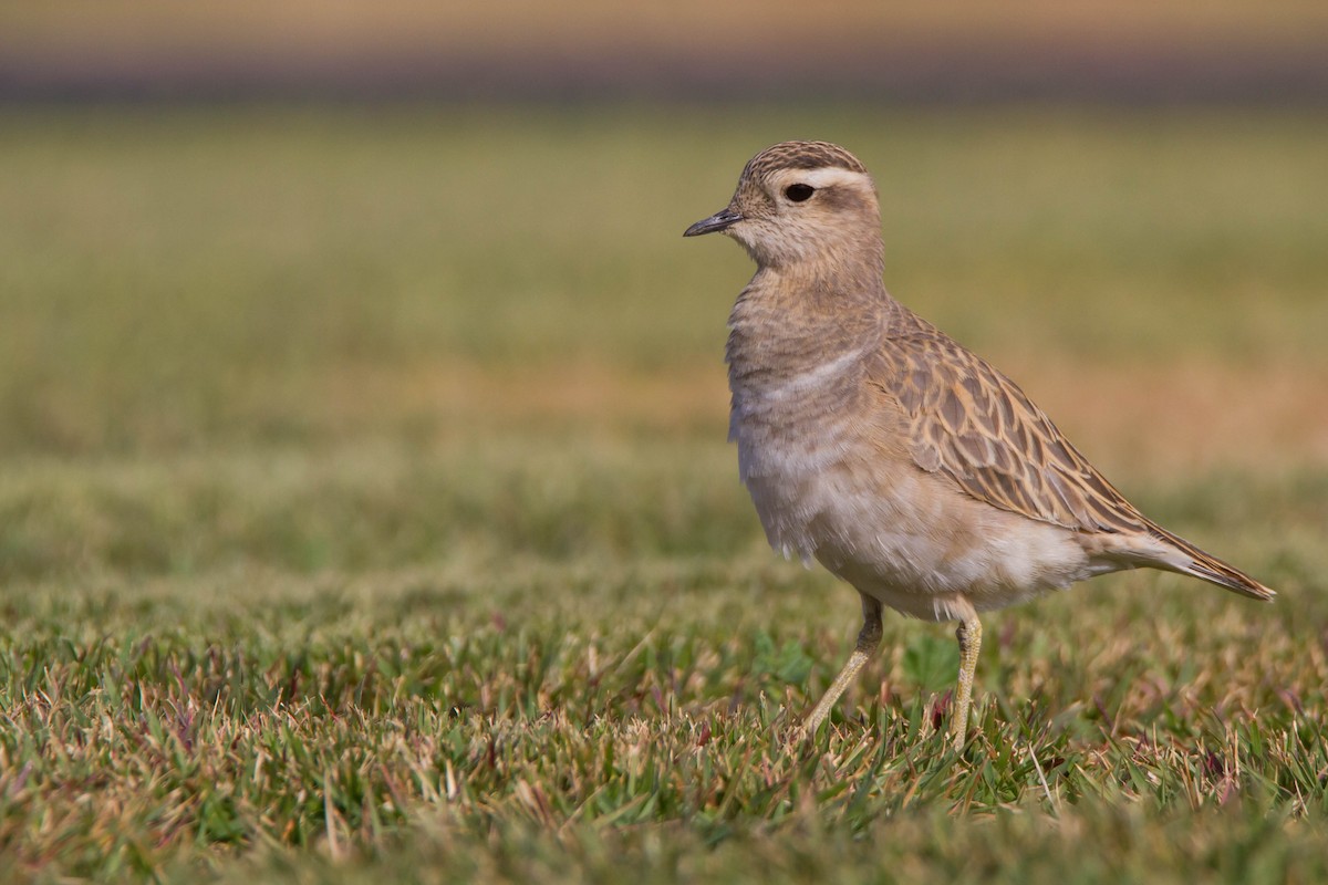 Eurasian Dotterel - Oree Efroni Naor