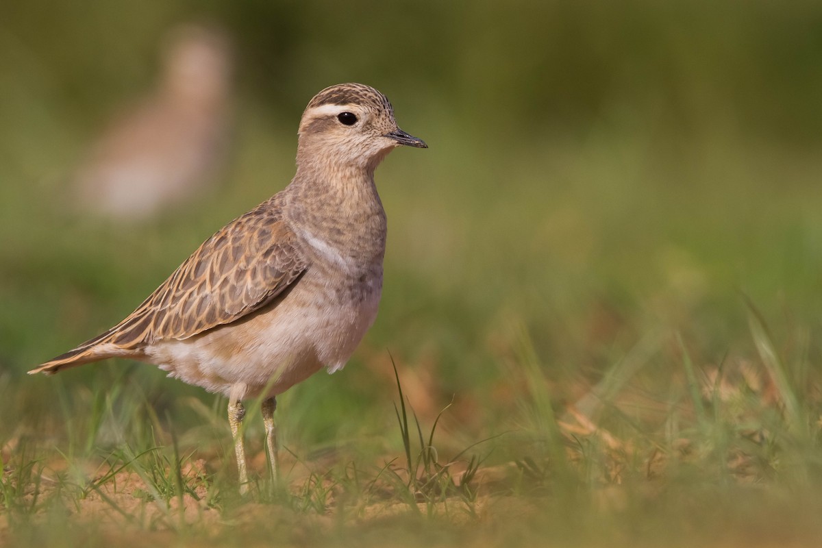 Урианхайн хиазат - ML221760131