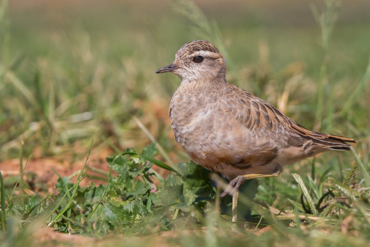 Урианхайн хиазат - ML221760151