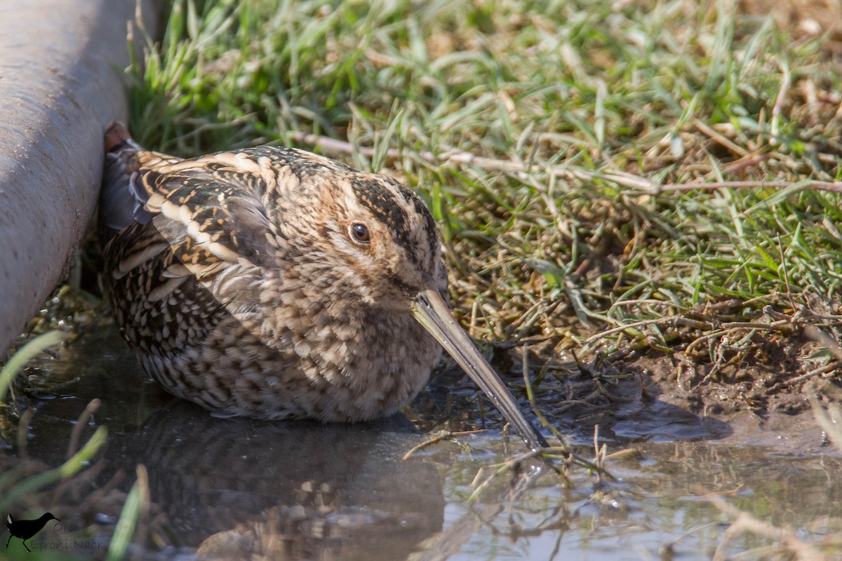 Common Snipe - Oree Efroni Naor