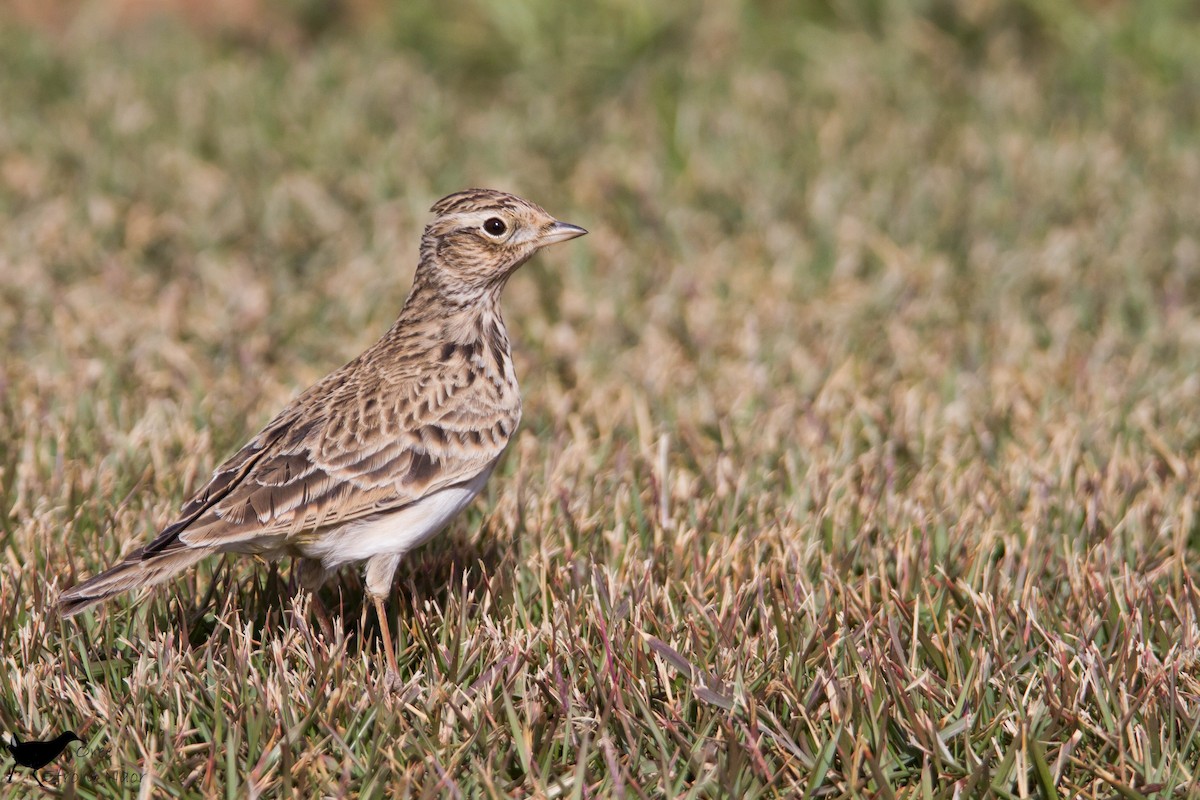 Eurasian Skylark - Oree Efroni Naor