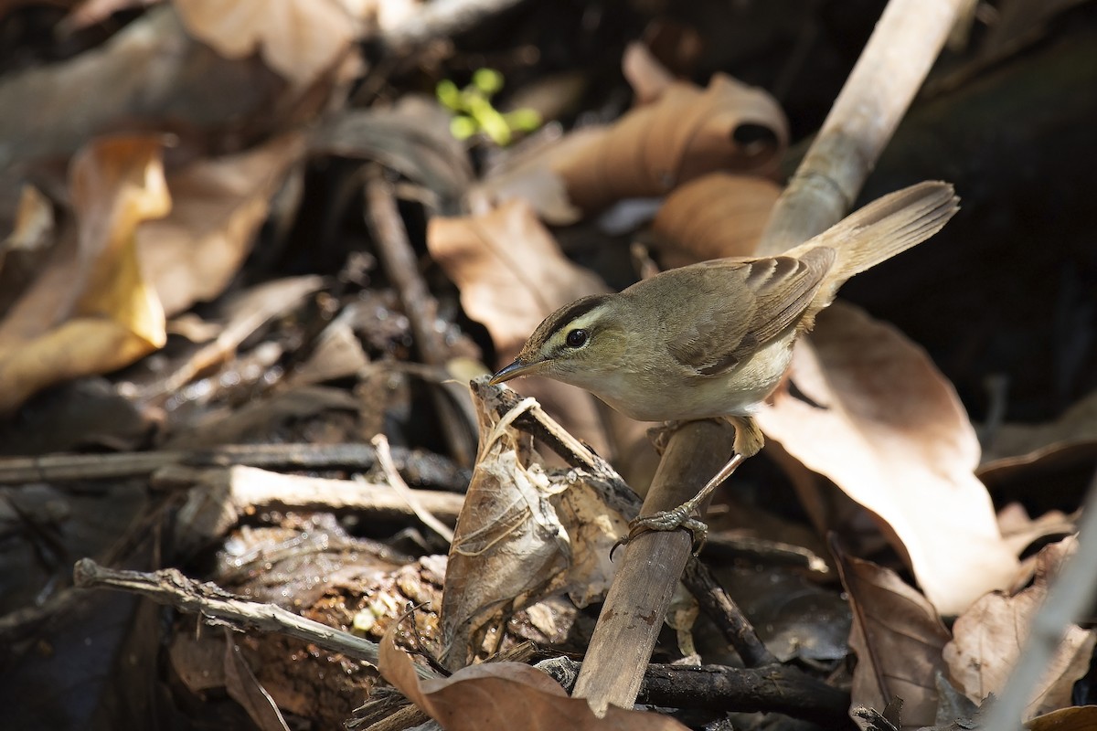 Black-browed Reed Warbler - ML221760671