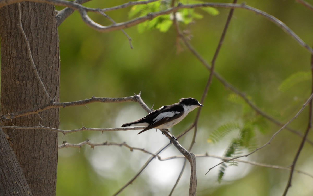 Semicollared Flycatcher - Valentin  motteau