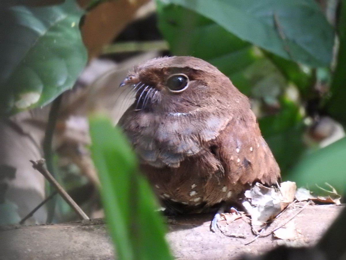 Ocellated Poorwill - ML221763141