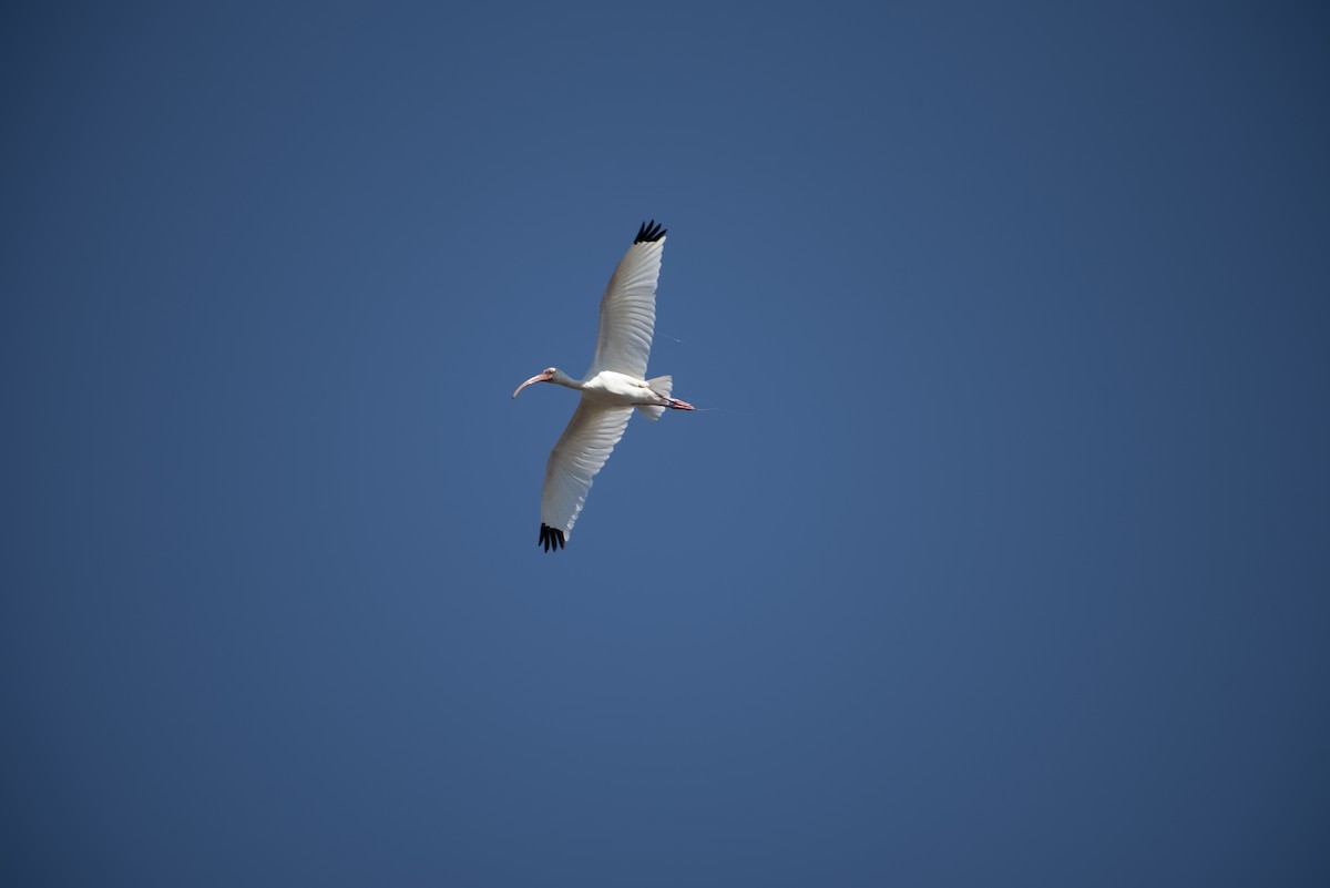 Ibis blanc - ML221763181