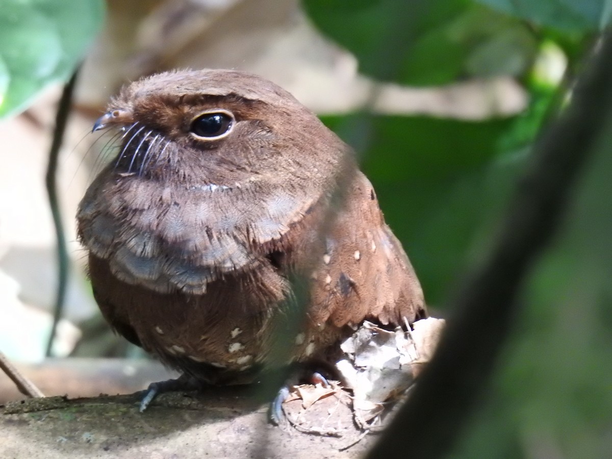 Ocellated Poorwill - ML221763381