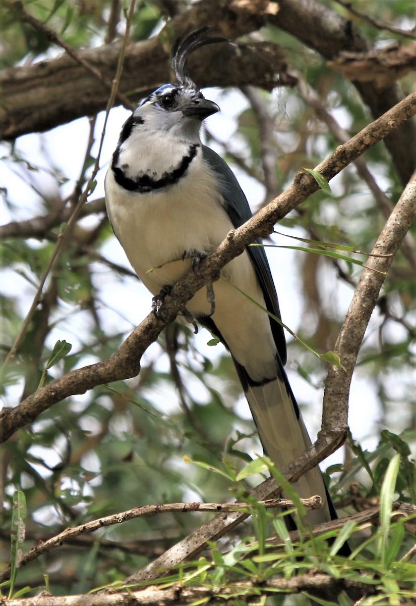 White-throated Magpie-Jay - ML221765021