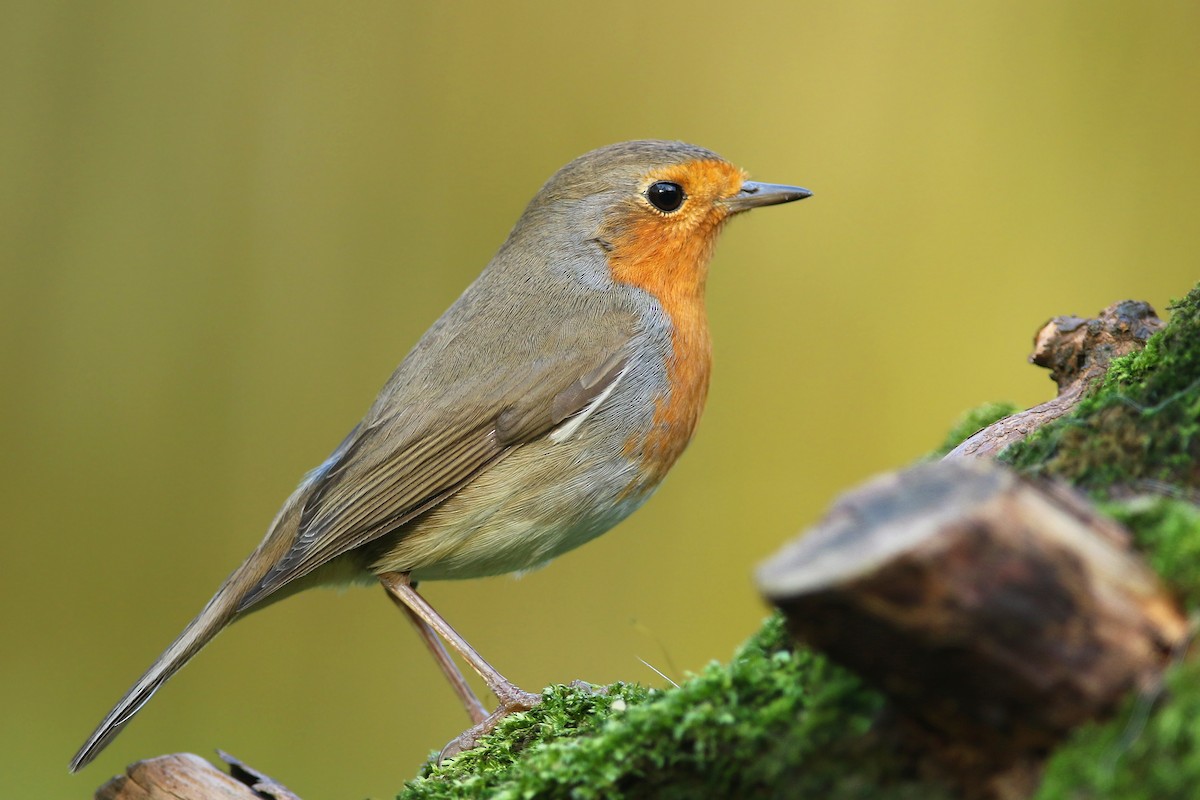 European Robin - ML221765361