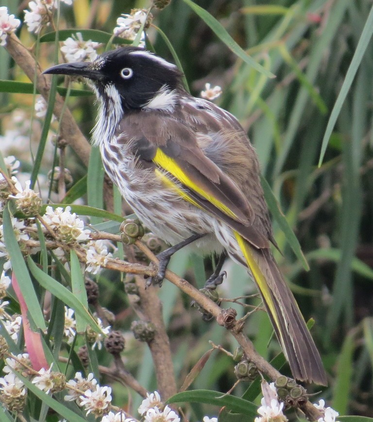 New Holland Honeyeater - George and Teresa Baker