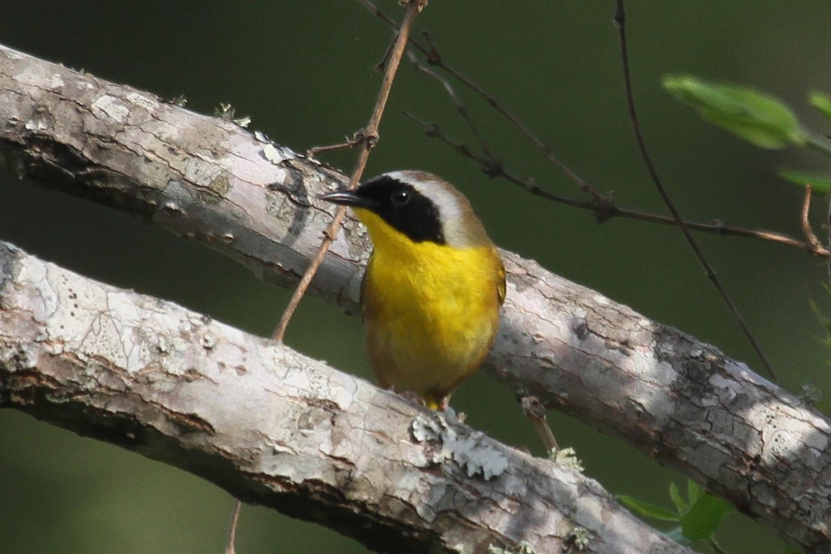 Common Yellowthroat - ML221766451