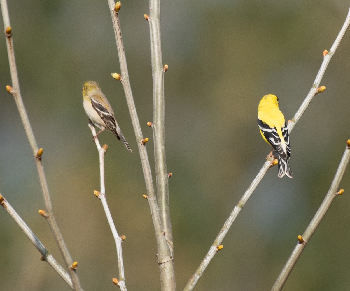 American Goldfinch - ML221766491