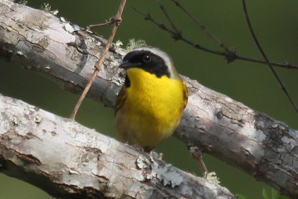 Common Yellowthroat - ML221766511