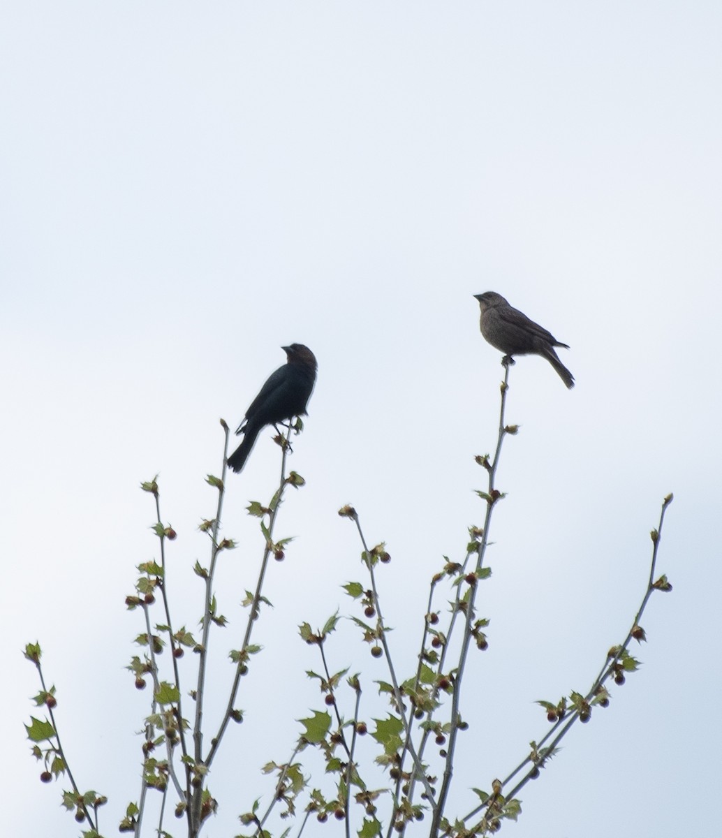 Brown-headed Cowbird - Joe Donahue