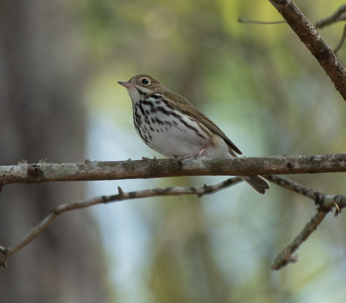 Ovenbird - ML221766741