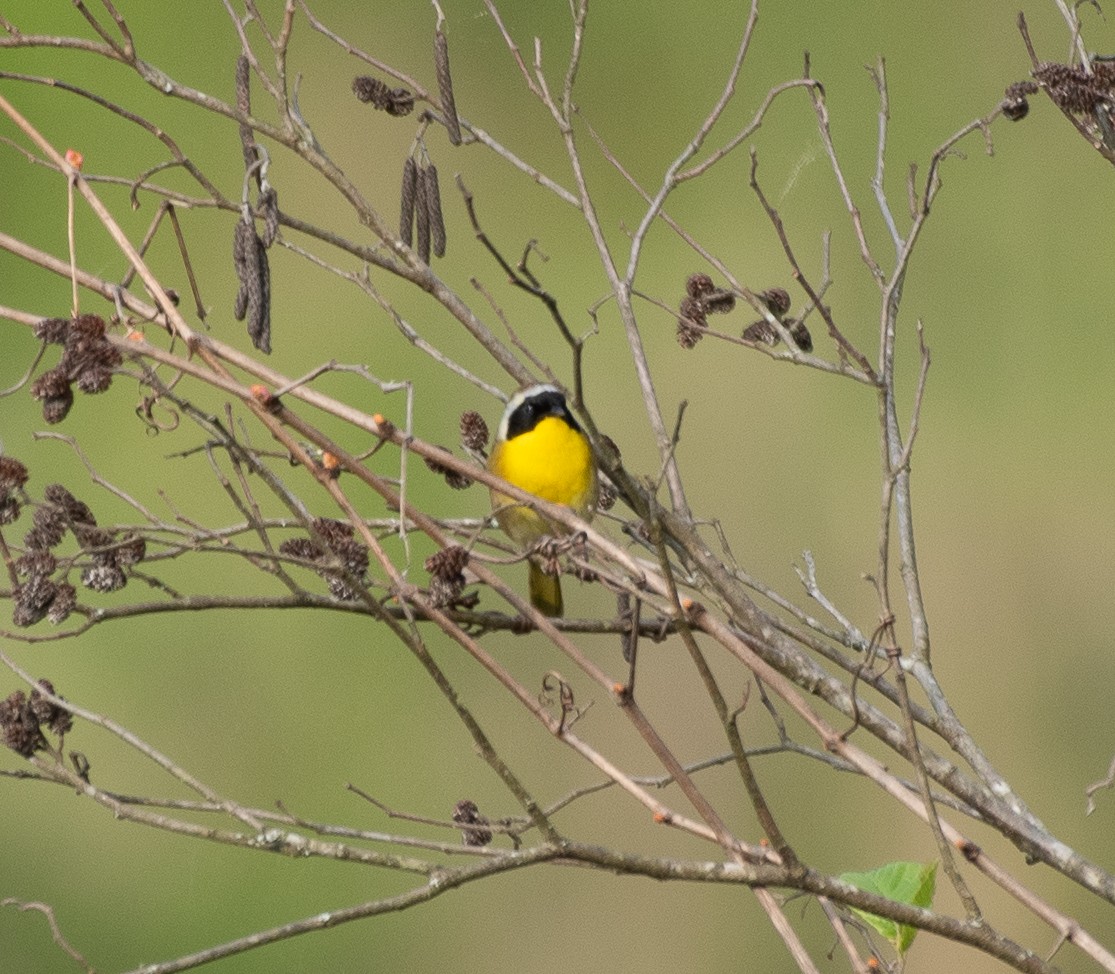 Common Yellowthroat - ML221766831