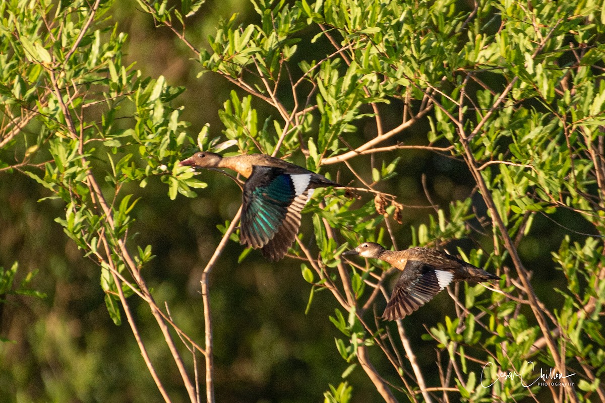 Brazilian Teal - ML221767311