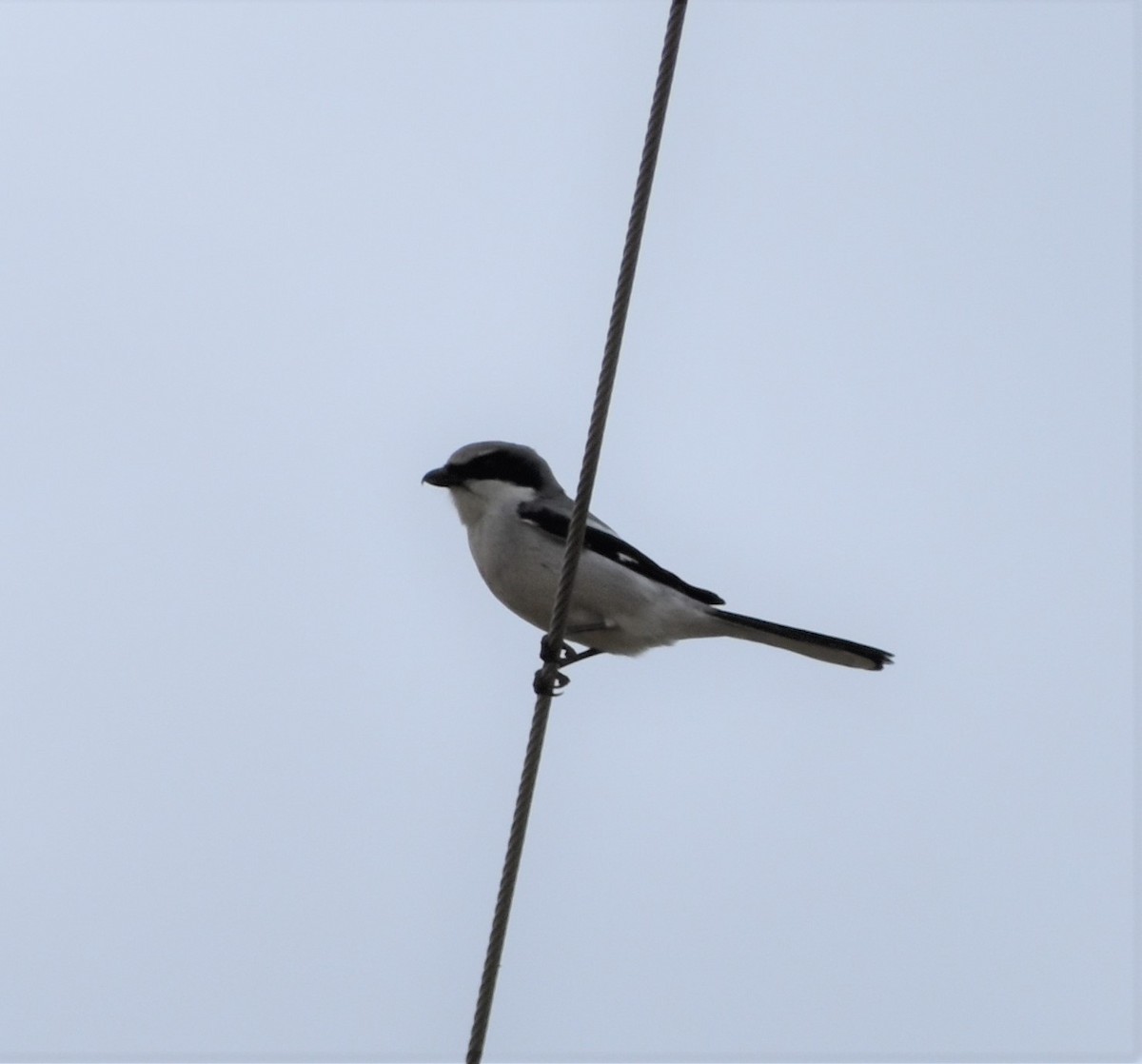 Loggerhead Shrike - ML221768061