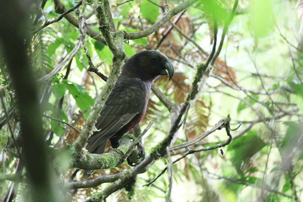 New Zealand Kaka - ML221769321