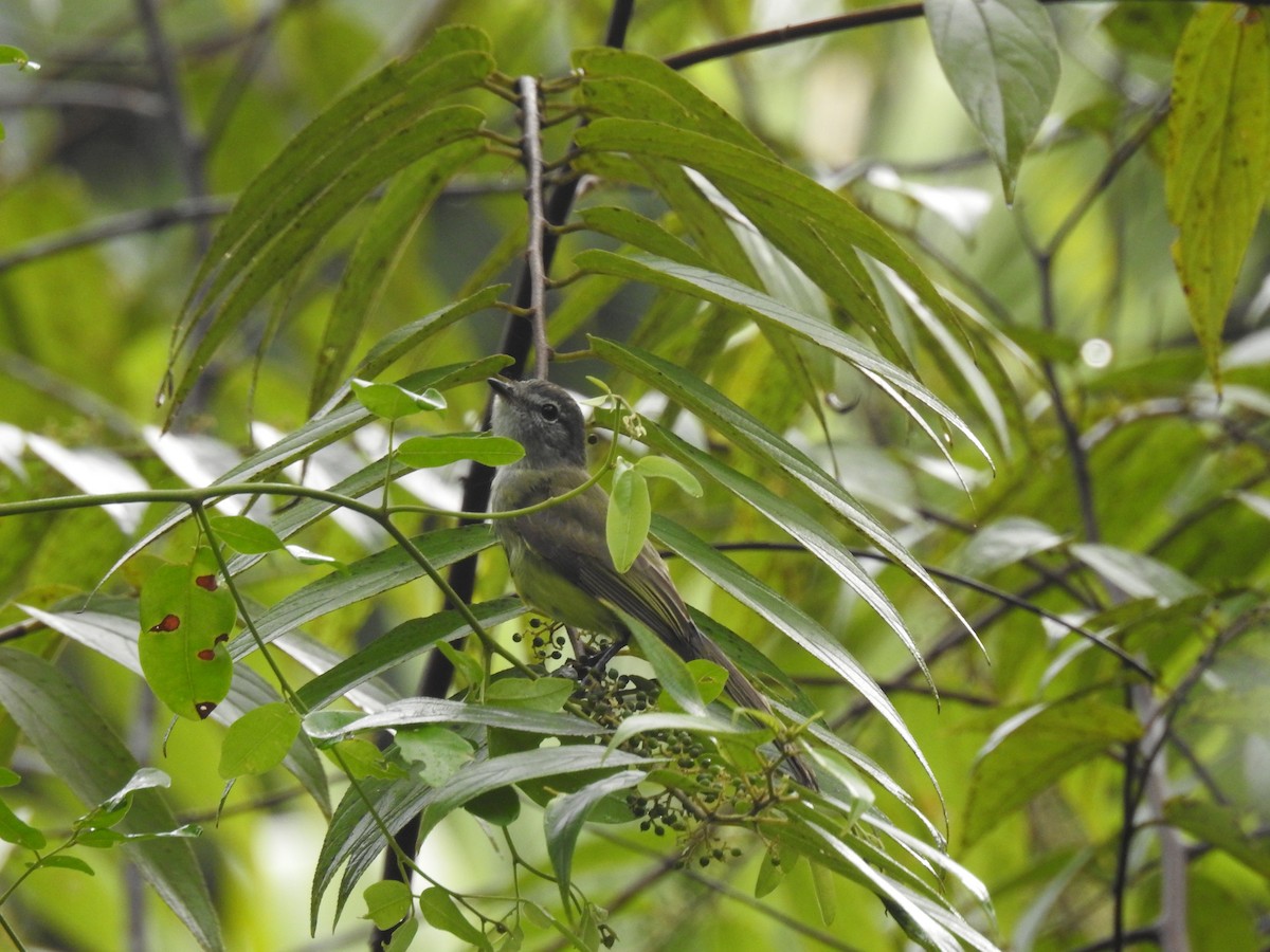 Greenish Elaenia - ML22177041