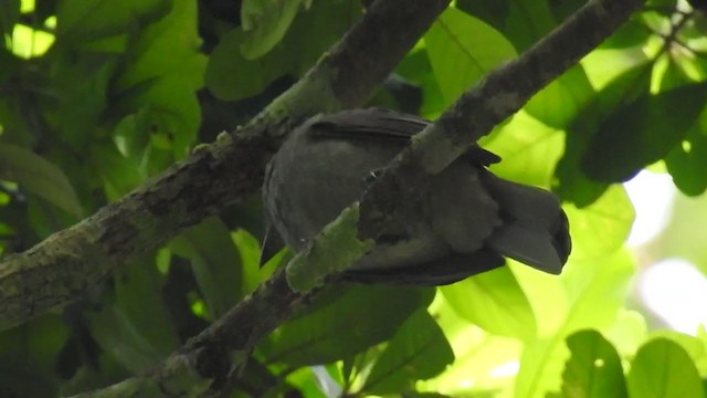 Screaming Piha - ML221770831