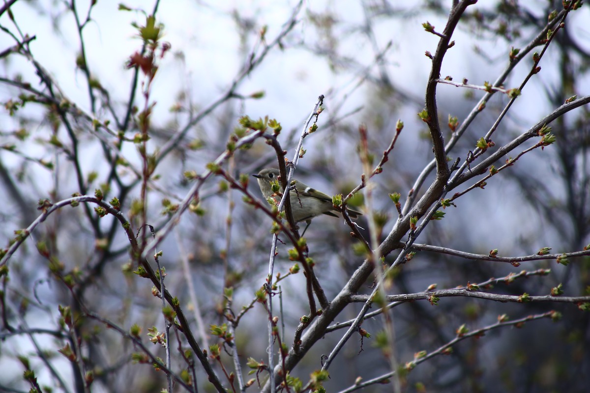 Ruby-crowned Kinglet - ML221770881