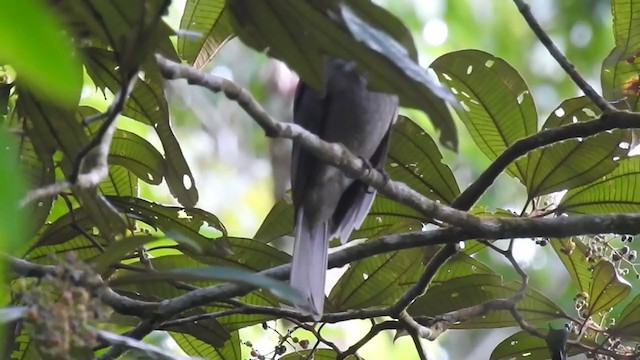 Screaming Piha - ML221771021