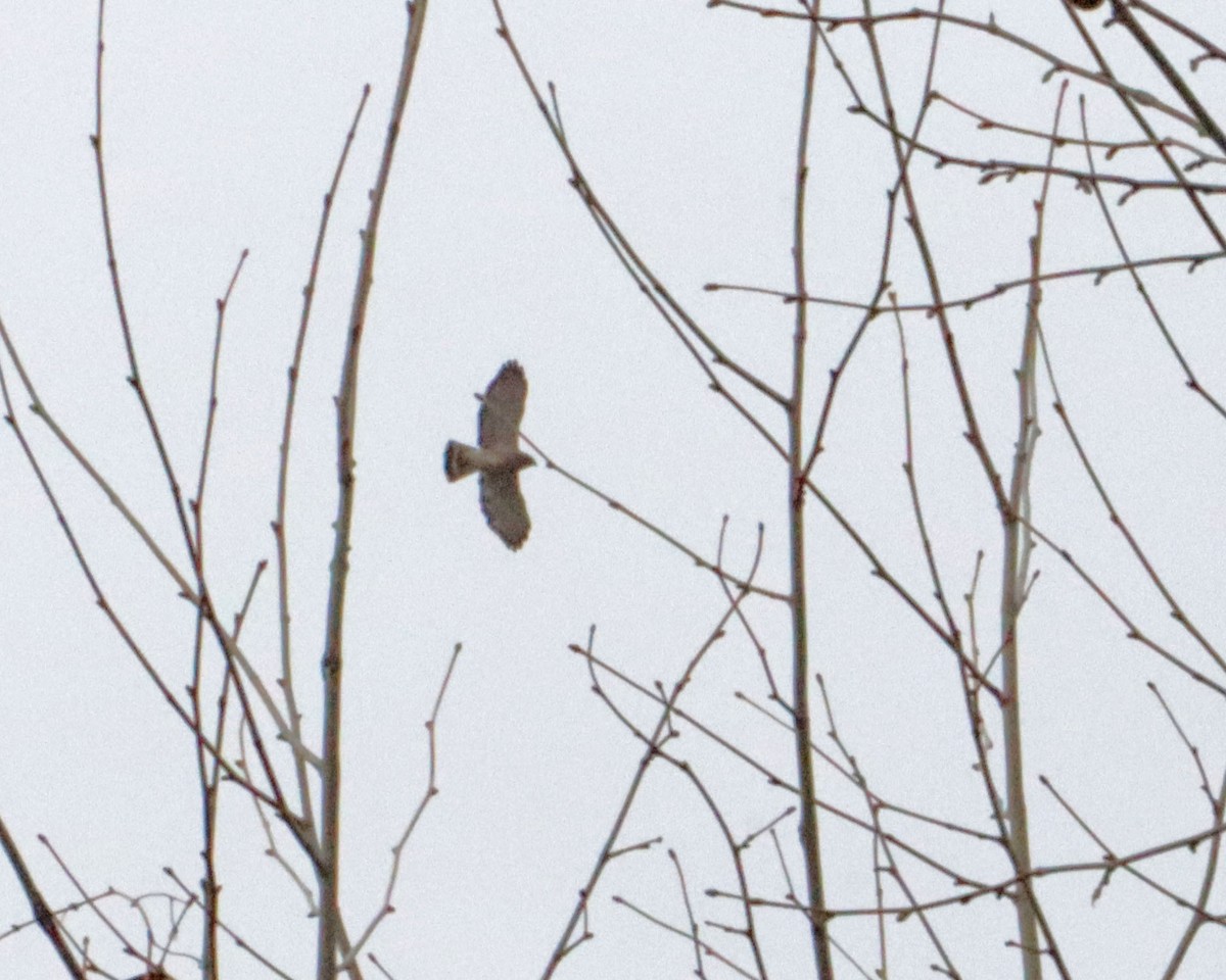 Broad-winged Hawk - Dan Kempf