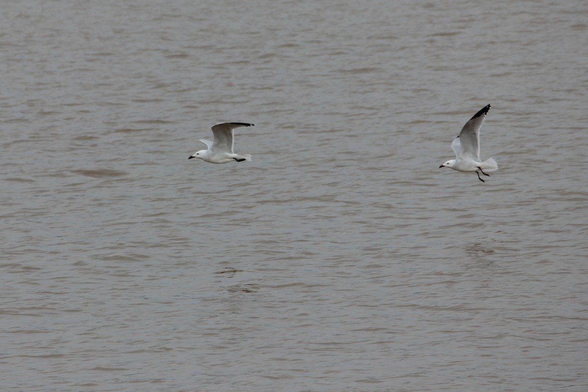 racek zelenonohý - ML221773641