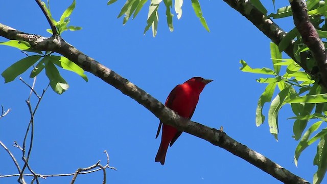 Summer Tanager - ML221774601