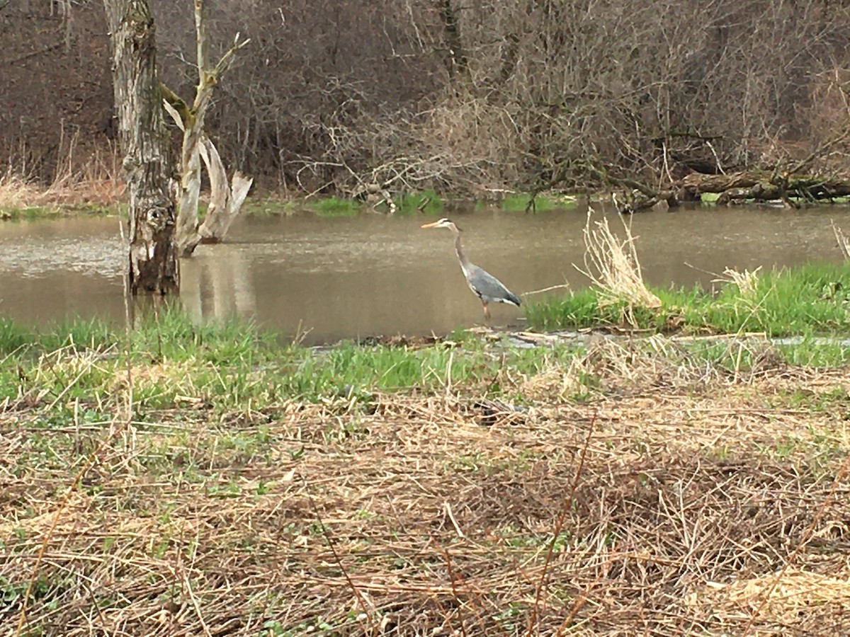 Great Blue Heron - ML221774971