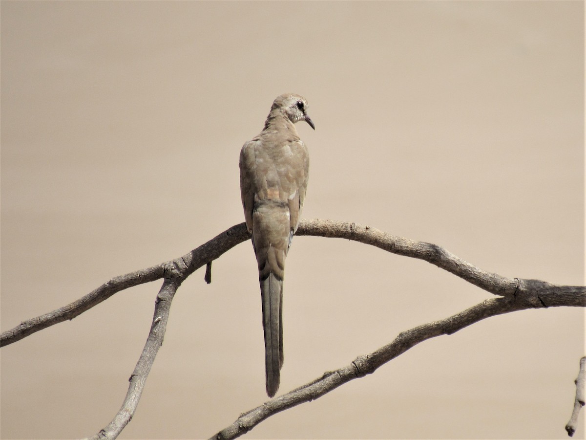 Namaqua Dove - Martin Parker