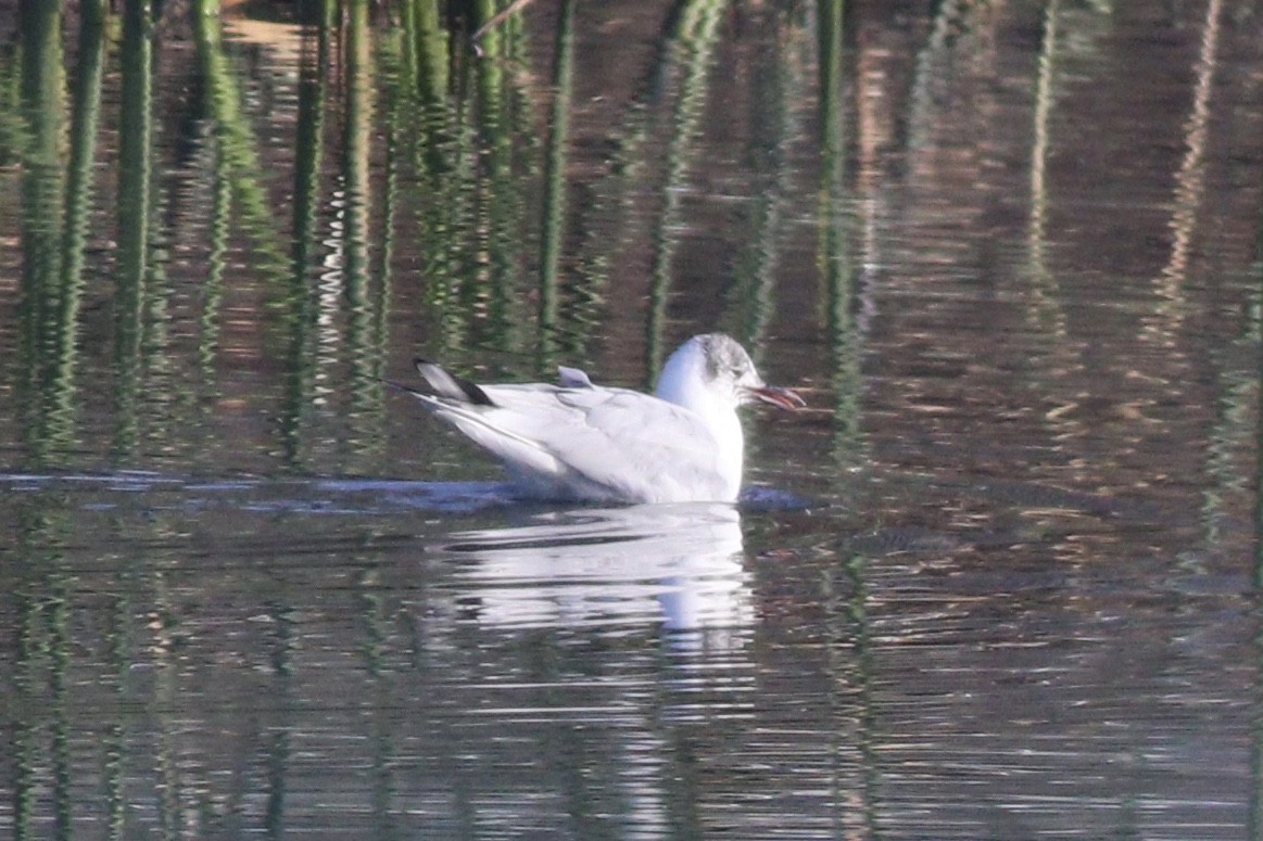 Black-headed Gull - Cameron Tescher