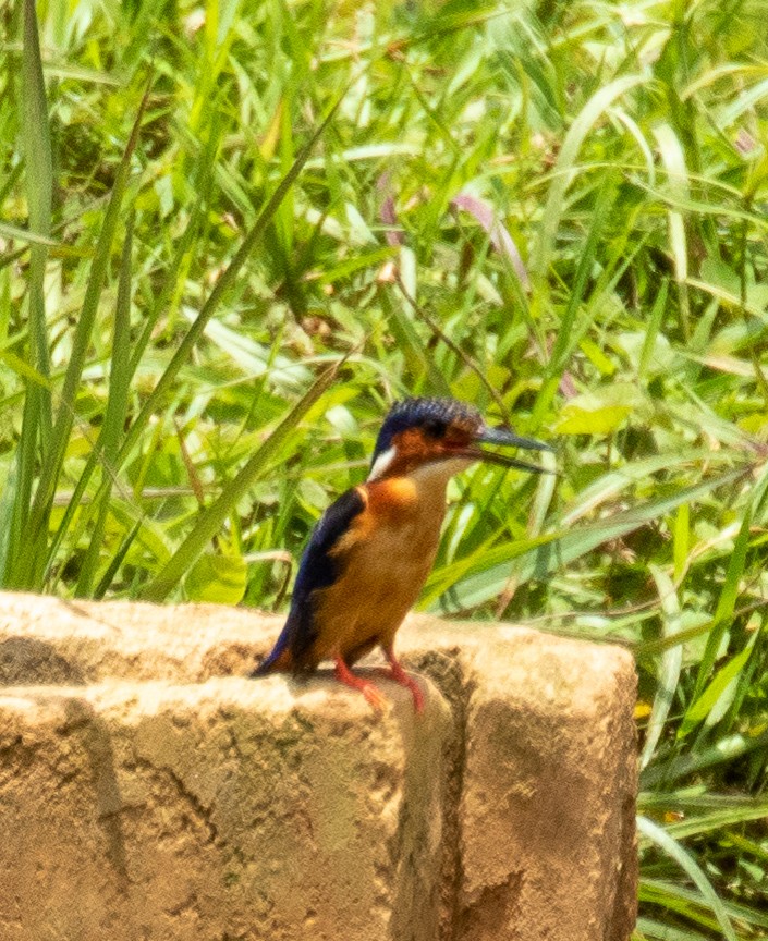 Malagasy Kingfisher - ML221777161