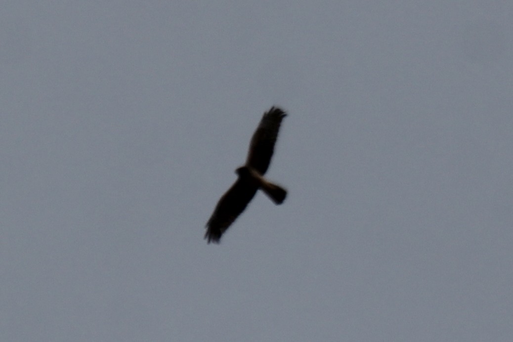 Northern Harrier - ML221777371
