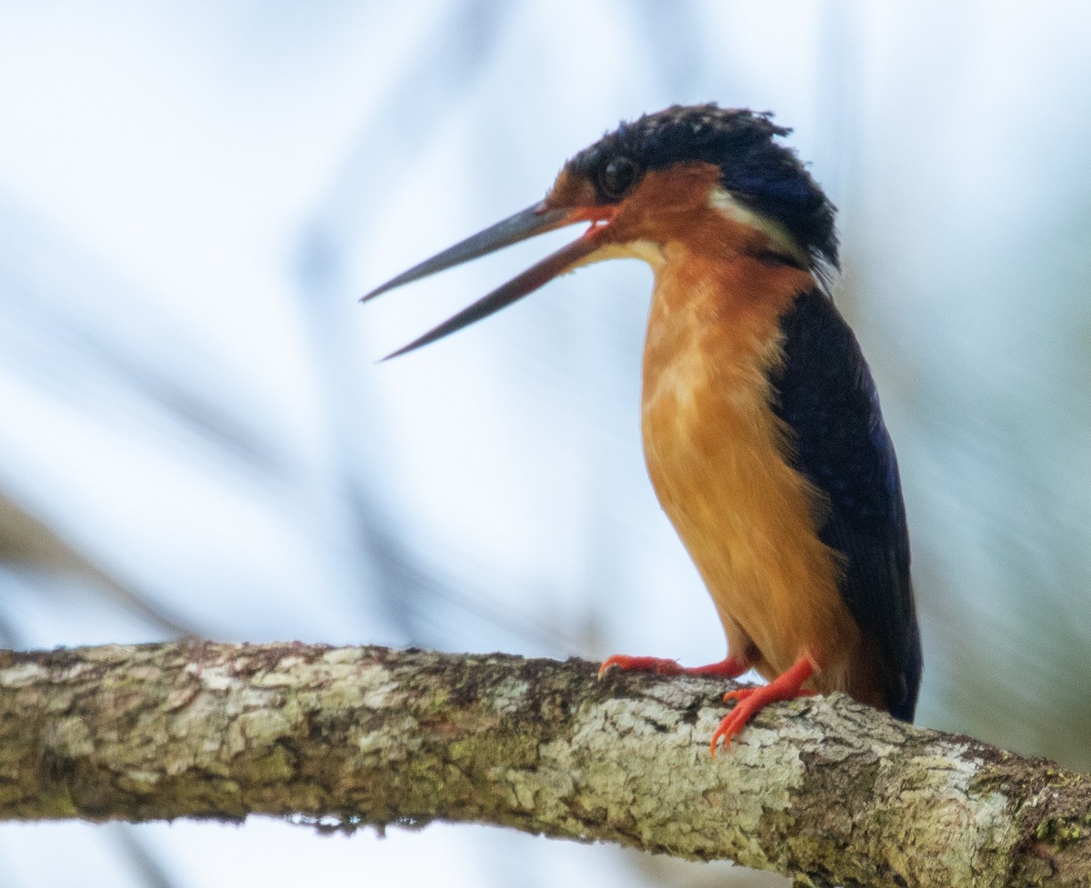 Madagaskar Tepeli Yalıçapkını - ML221778051